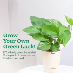 Money Plant Green