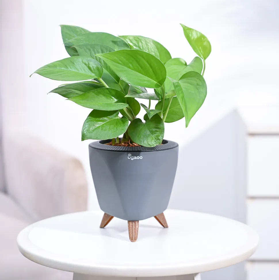 Money Plant Green