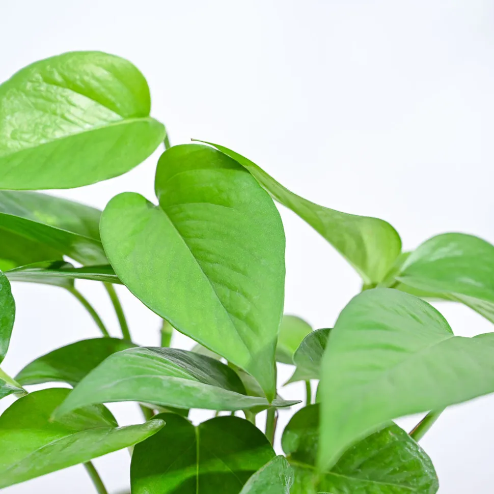 Money Plant Green