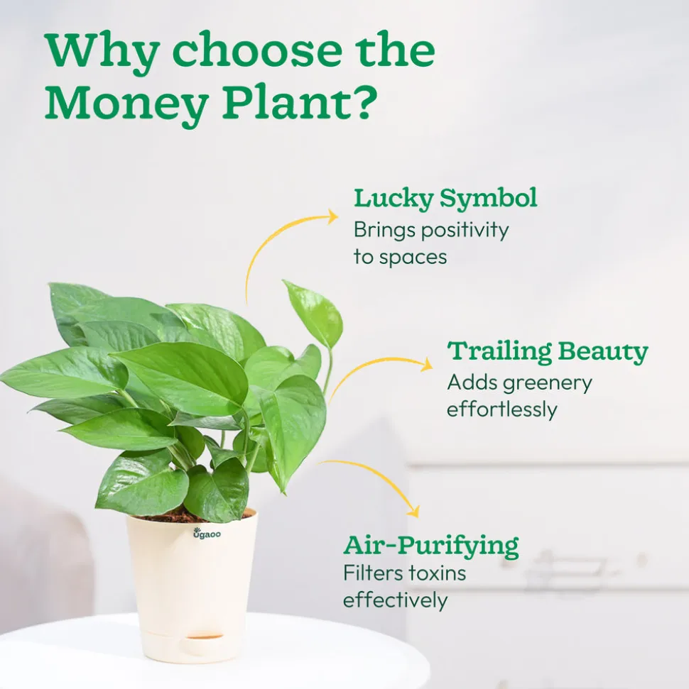 Money Plant Green
