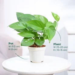 Money Plant Green