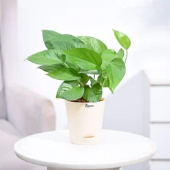 Money Plant Green