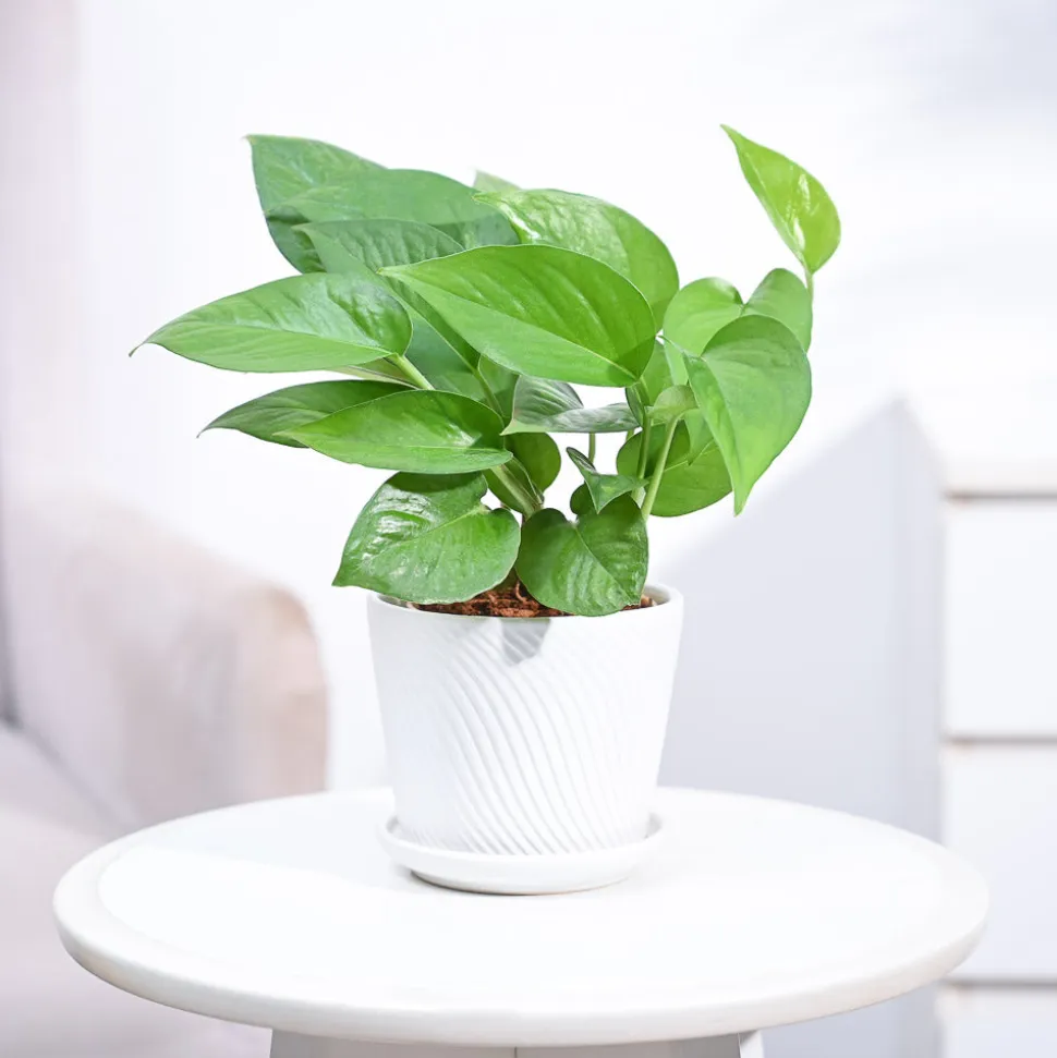 Money Plant Green