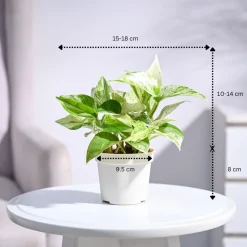 Money Plant Marble
