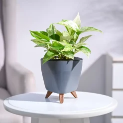 Money Plant Marble