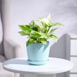 Money Plant Marble