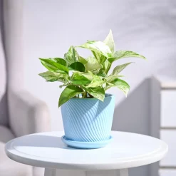 Money Plant Marble