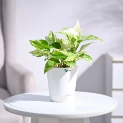Money Plant Marble