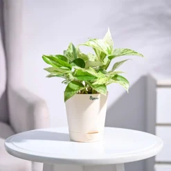 Money Plant Marble