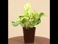 Money Plant Marble