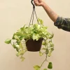 Money Plant Marble With Hanging Pot