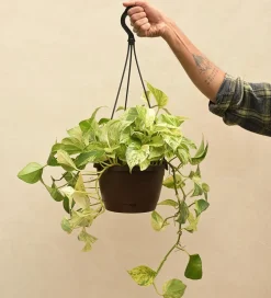 Money Plant Marble With Hanging Pot