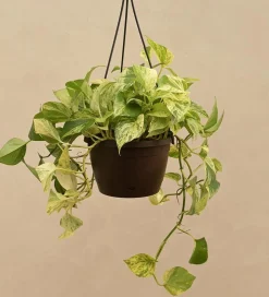 Money Plant Marble With Hanging Pot
