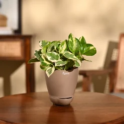 Money Plant N'Joy