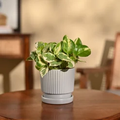 Money Plant N'Joy