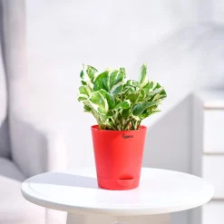 Money Plant N'Joy