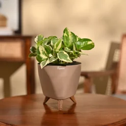 Money Plant N'Joy