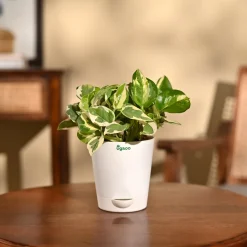 Money Plant N'Joy