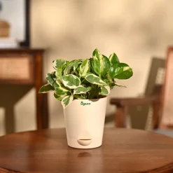 Money Plant N'Joy