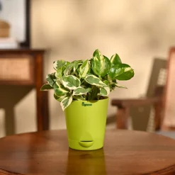 Money Plant N'Joy