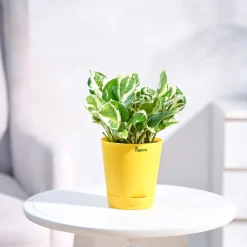 Money Plant N'Joy