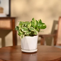 Money Plant N'Joy