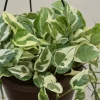 Money Plant N Joy With Hanging Pot