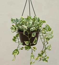 Money Plant N Joy With Hanging Pot
