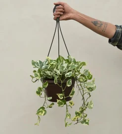 Money Plant N Joy With Hanging Pot