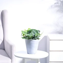 Money Plant Satin