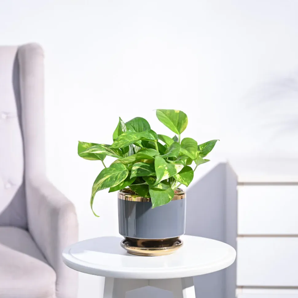 Money Plant Variegated