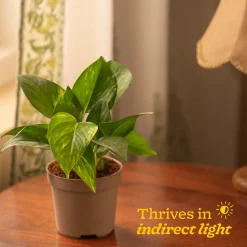 Money Plant Variegated