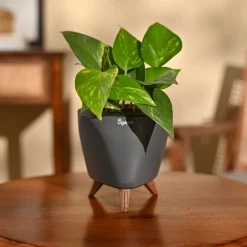 Money Plant Variegated