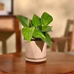 Money Plant Variegated