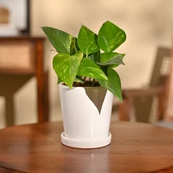 Money Plant Variegated