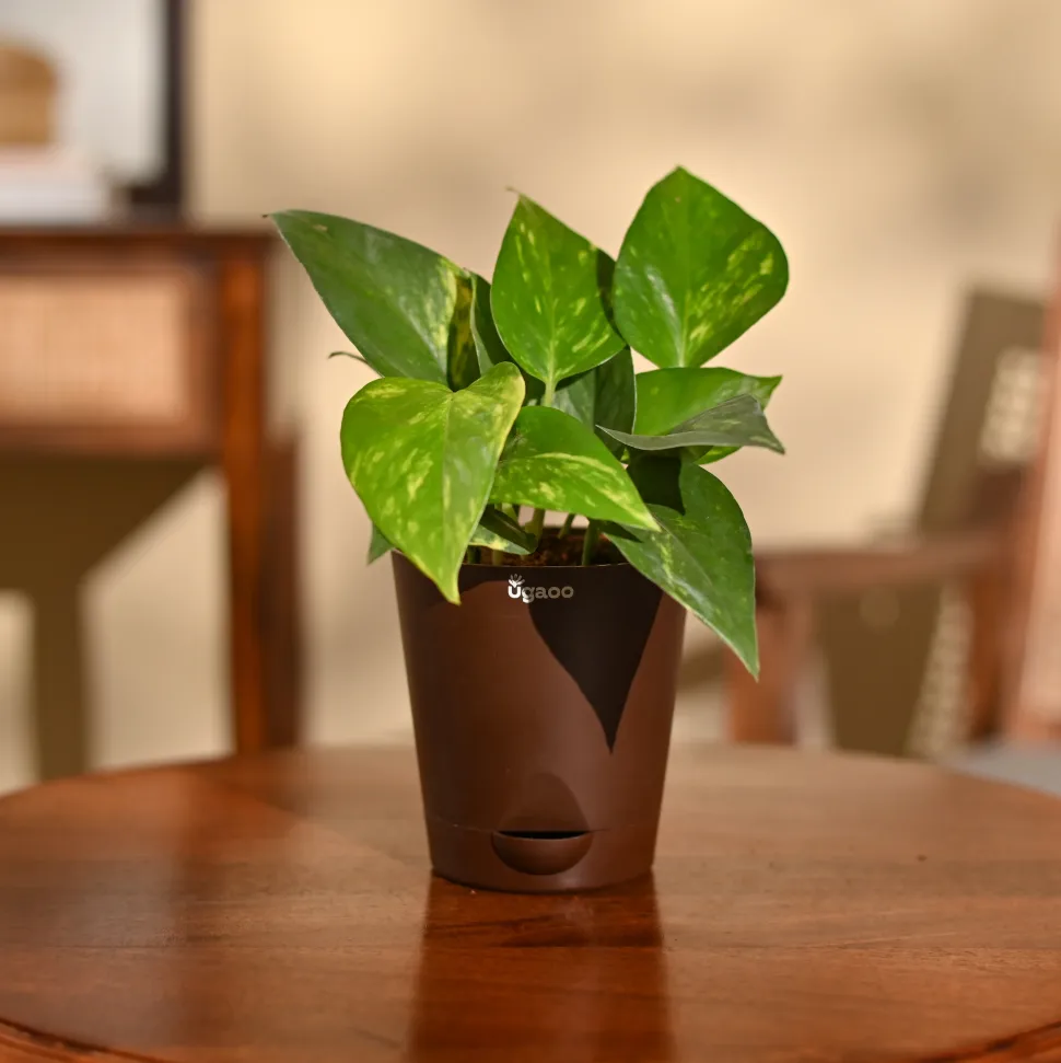 Money Plant Variegated