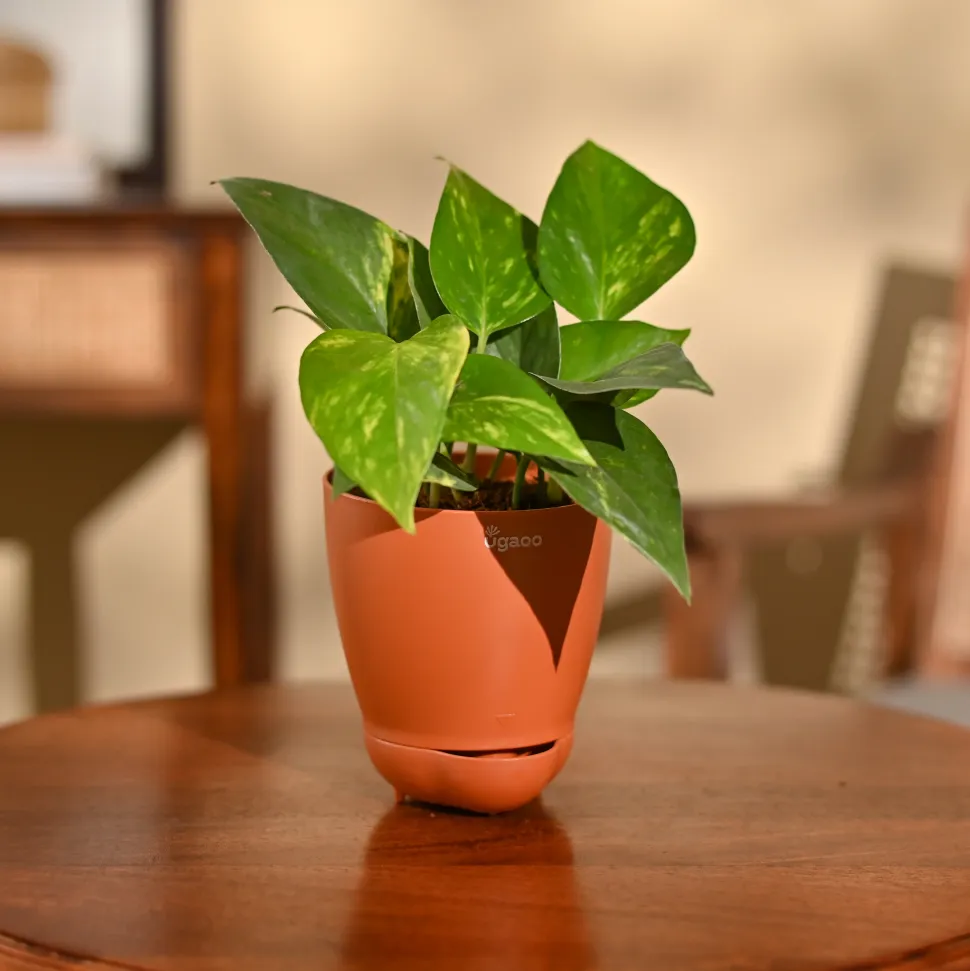 Money Plant Variegated