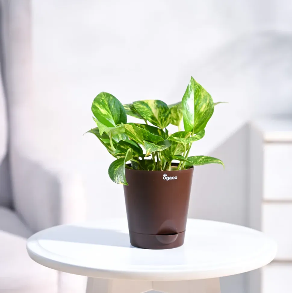 Money Plant Variegated