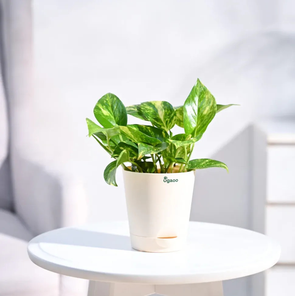 Money Plant Variegated
