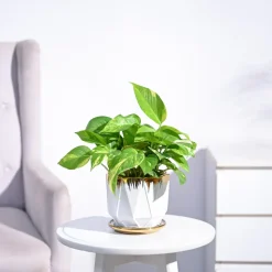 Money Plant Variegated