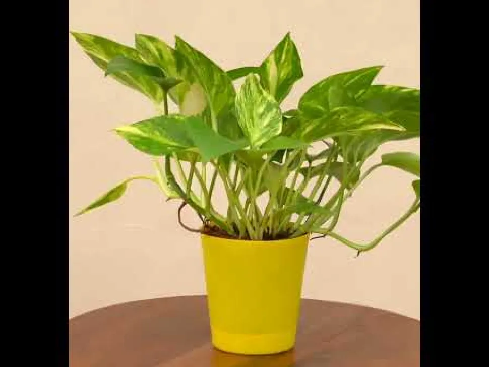 Money Plant Variegated