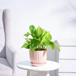 Money Plant Variegated
