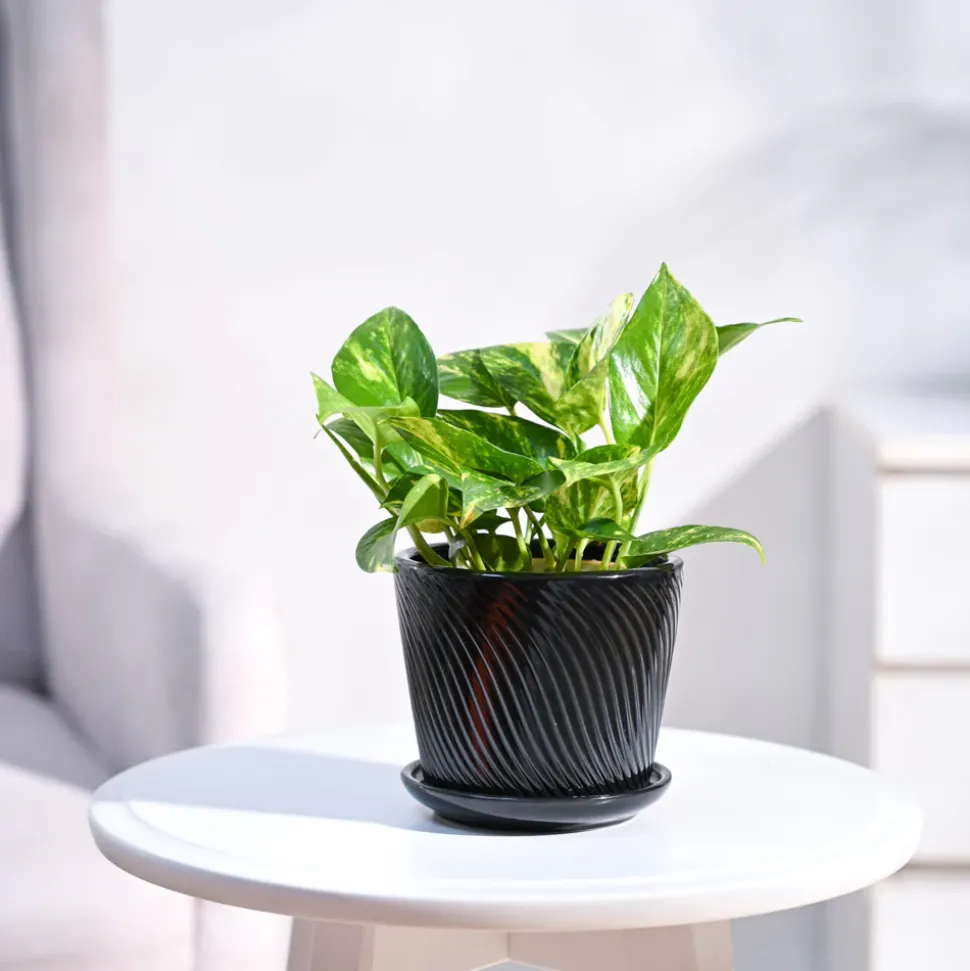 Money Plant Variegated