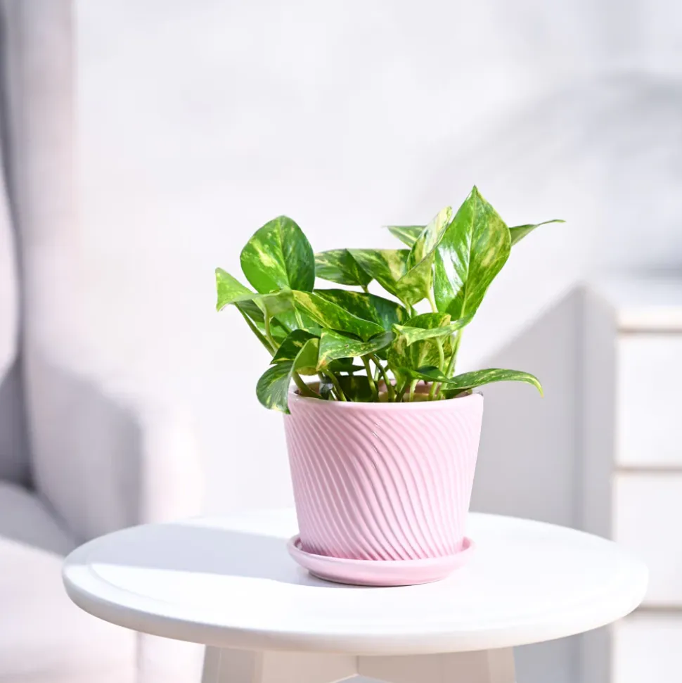 Money Plant Variegated