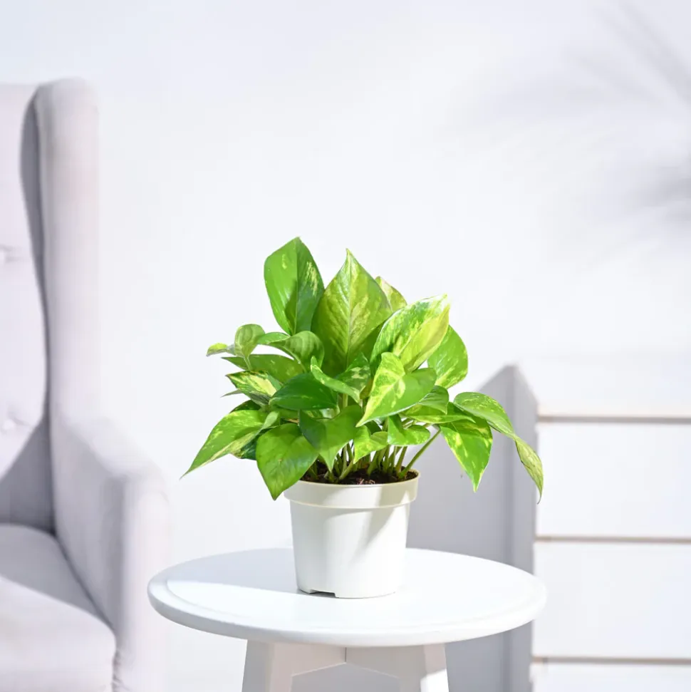 Money Plant Variegated