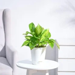 Money Plant Variegated