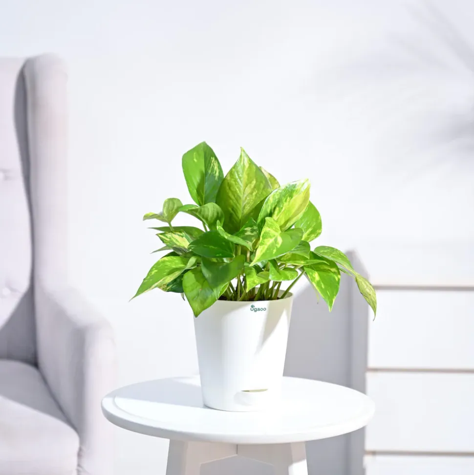 Money Plant Variegated
