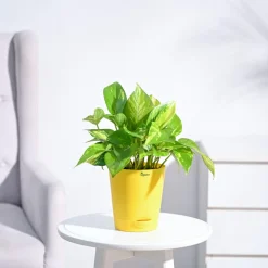 Money Plant Variegated