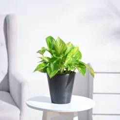 Money Plant Variegated