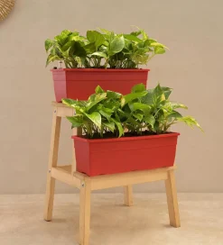 Money Plant Variegated - Set of 2
